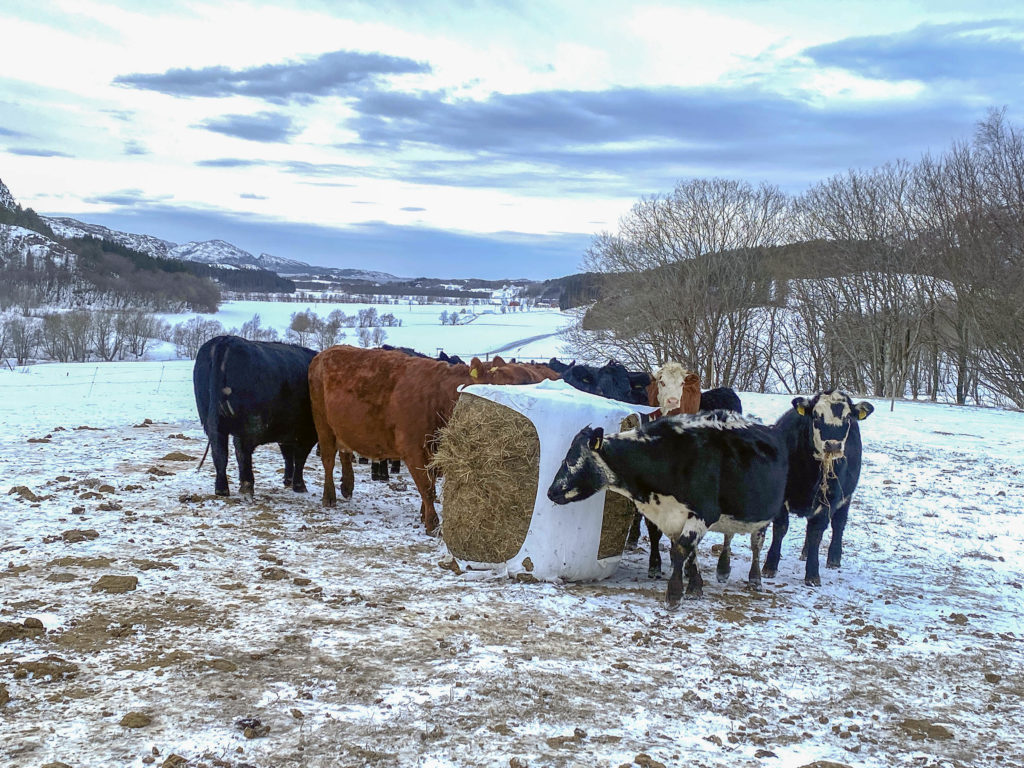 Bilde av kyr på vinterbeite